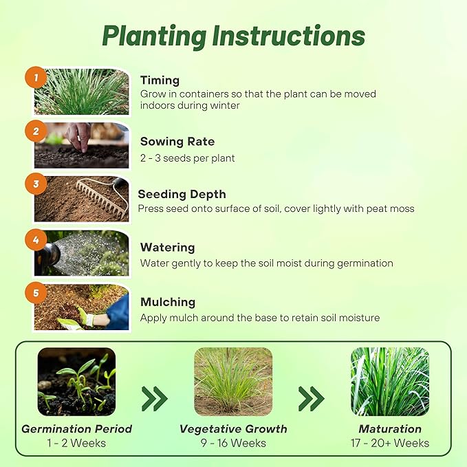 Outsidepride Lemon Grass Seeds for Planting - 2000 Perennial Seeds, Mosquito Repellent, Deer Proof, Citronella Grass for Culinary and Ornamental Use, Blue-Green Foliage, Lemon Grass Live Plant