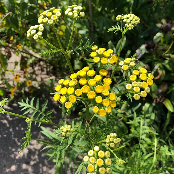 Organic Tansy Seeds (Tanacetum vulgare) 500 Seeds (0.1 Grams)