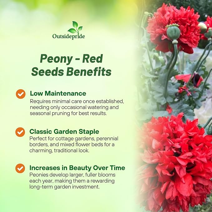 Outsidepride Peony Poppy Seeds for Planting - 10,000 Pcs Annual, Drought-Tolerant & Easy to Grow Wildflower Seeds with Vibrant Red Blooms for Landscaping, & Pollinator Garden