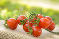 Matt's Wild Cherry Heirloom Cherry Tomato Premium Seeds for Planting Packet
