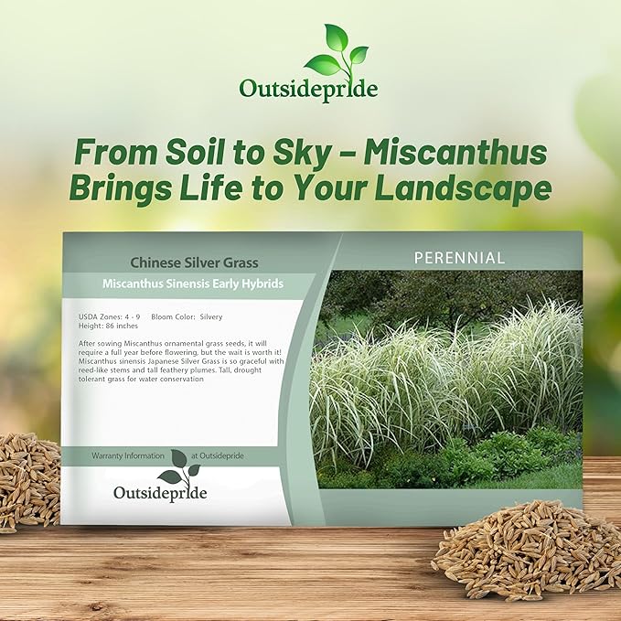 Outsidepride Early Hybrids Miscanthus Sinensis Seeds - 1,000 Pcs. Perennial, Drought & Heat Tolerant, Chinese Silver Ornamental Grass, Tall Growth, Low Maintenance for Landscaping & Privacy Screens