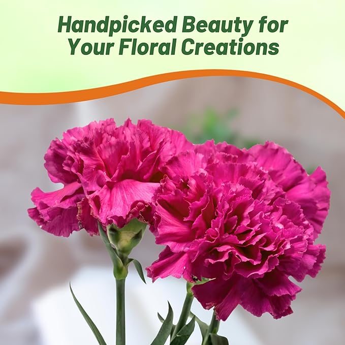 Outsidepride Magenta Carnation Seeds - 1000 Pcs Perennial, Easy to Grow Flower Seeds for Planting with Fragrant Blooms, Ideal for Pollinators, Cutting Gardens, Bouquets, & Floral Arrangements