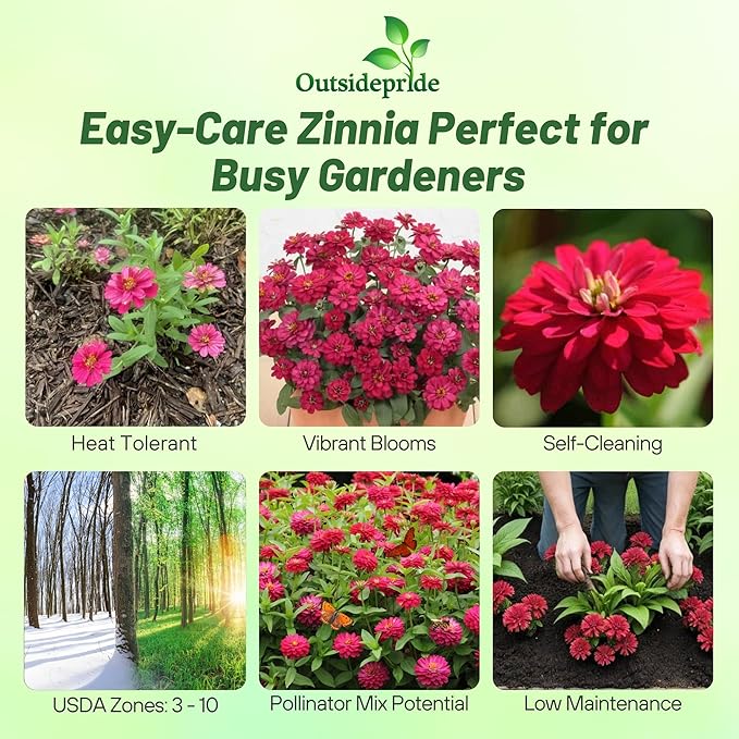 Outsidepride Zinnia Seeds – 50pcs Annual Zinnia Hybrida Profusion Double Hot Cherry Seeds for Planting Outdoors, Ideal for Garden Beds, Pollinator & Cut Flower Gardens, Low Maintenance (AAS Winner)