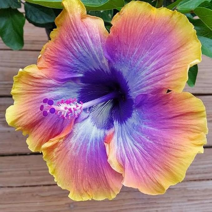200+ Mixed Hibiscus Flower Seeds for Planting - Fresh Perennial Exotic Plant Bonsai Seeds for Multi-Colored Hibiscus