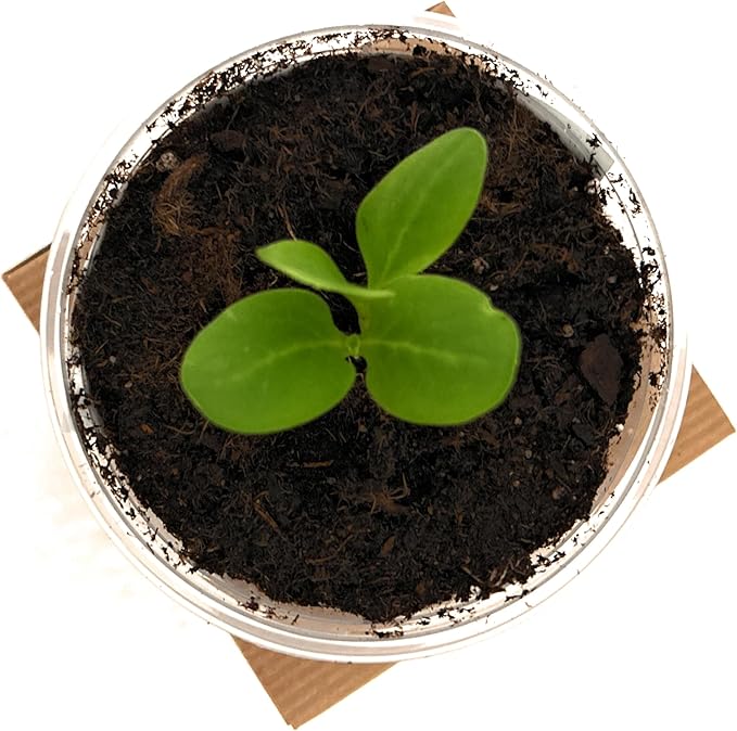 Seeds In A Cup: Herb Growing Kit | Indoor Herb Garden Starter | Premium Seeds and Soil | 3 Pack of Herbs | Multiple Combinations Available | (Culinary Trio: Cilantro Mint Chives)