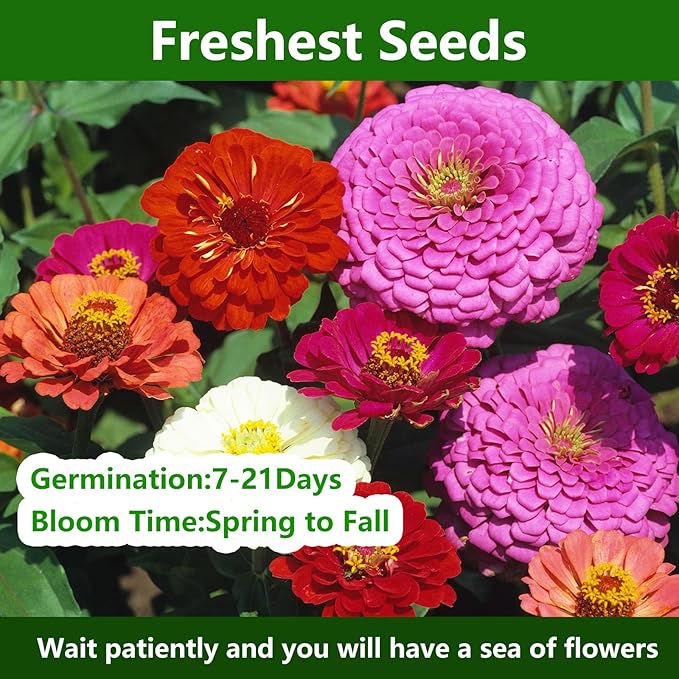 LUOJIBIE Zinnia Seeds, California Giants Mix, 1,0000+ Bulk Garden Flower Seeds for Planting Outdoors, Mixed Colors and Large Blooms, Attracts Pollinators, Easy to Grow