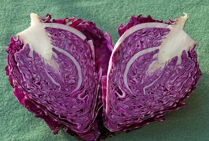 Seeds Red Kalibos Cabbage Giant Non GMO Vegetable for Planting