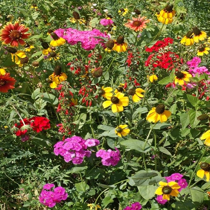 Outsidepride Southeast Wildflower Seed Mix - 1/4 lb Highly Adaptable, Easy to Grow, Low-Maintenance Mix of Annual & Perennial Wildflower Seeds for Natural Landscapes in Southeastern States