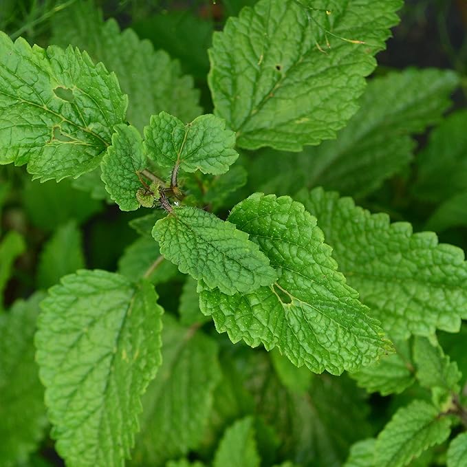Lemon Balm - 250 Seeds - Heirloom & Open-Pollinated Variety, Non-GMO Medicinal Herb Seeds for Planting Indoors or Outdoors in Containers/Aerogarden/Home Garden, Thresh Seed Company