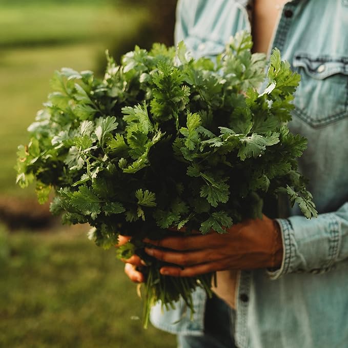 Cilantro - 250 Seeds - Heirloom & Open-Pollinated Variety, Non-GMO Culinary Herb Seeds for Planting, Grow Kitchen Herbs Indoors or Outdoors in Containers/aerogarden/Home Garden, Thresh Seed Company