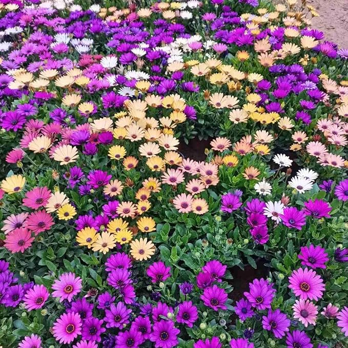 50pcs South African Marigold Seeds – Vibrant Orange & Yellow Blooms Annual Flower Seeds for Garden Beds & Pots – Ideal for Summer Decor & Gift Gardening