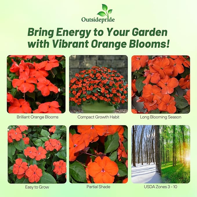 Outsidepride Beacon Orange Impatiens Flower Seeds - 25 Pcs Annual, Compact & Pollinator Friendly, Impatiens Seeds for Planting w/Vibrant, Abundant Blooms for Shade Gardens & Container Displays