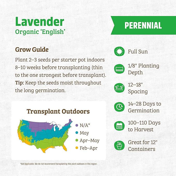 Back to The Roots 100% Organic Seed Packet - Lavender 'English'