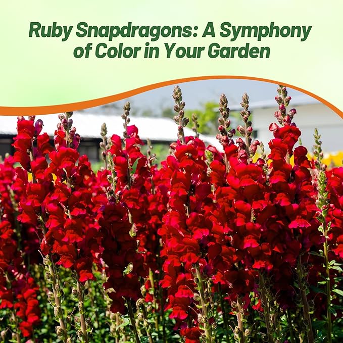 Outsidepride Ruby Snapdragon Seeds - 5000 Pcs Annual Flower Seeds for Planting, Frost-Tolerant, Pollinator-Friendly Cool-Season Plant with Attractive Blooms for Cut Flower Arrangements