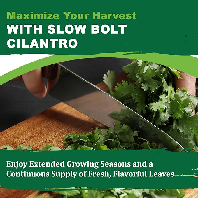 TKE Farms & Gardens - Cilantro Seeds for Planting, 150+ Non-GMO Heirloom Coriander Seeds, Slow Bolt for Long Harvest, Indoor or Outdoor Herb Garden, Easy Growing Instructions Included