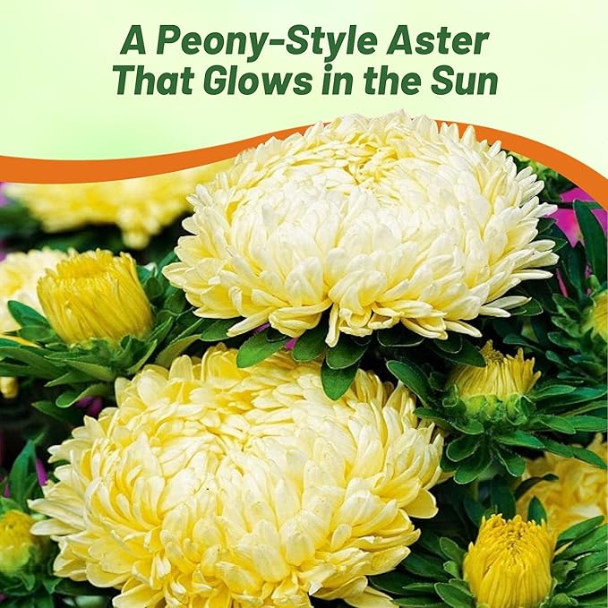 Outsidepride Paeony Aster Seeds - 2,000 Pcs Annual, Hardy & Pollinator Friendly Flower Seeds for Planting Vibrant Double Incurved Yellow Petals, Ideal for Meadows & Aesthetic Gardens