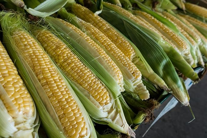 Park Seed Variety of Corn Seeds, Non-GMO Vegetable Seeds for Planting, Easy to Grow, Perfect for Harvesting, American Dream Hybrid, Pack of 100