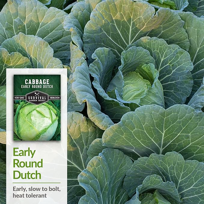 Early Round Dutch Cabbage Seeds for Planting | Heirloom Non-GMO Cold Hardy Variety for Spring & Fall Gardens - Storage & Sauerkraut Cabbages - Survival Garden Seeds (1 Pack)