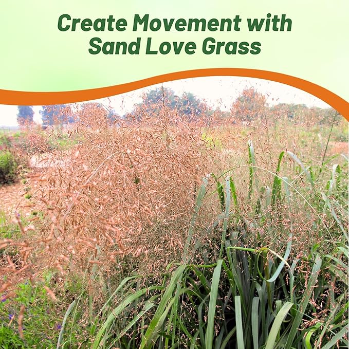 Outsidepride Sand Love Grass Seeds - 10,000 Pcs. Perennial, Easy to Grow, Drought-Tolerant, Tall Ornamental Grass, Thrives in Sandy Soil, Wind & Erosion Control for Landscaping, Year-Round Beauty