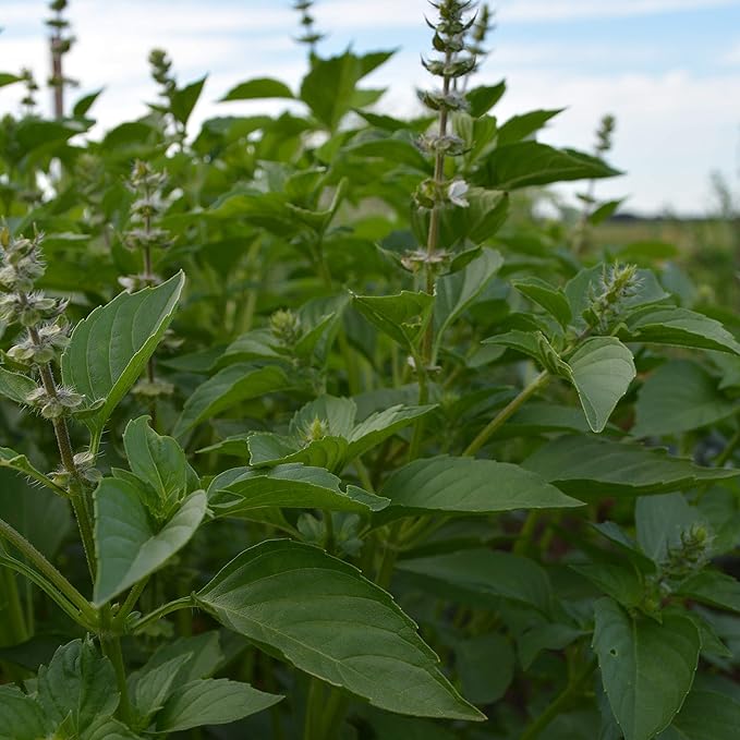 Lemon Basil - 250 Seeds - Heirloom & Open-Pollinated Variety, Non-GMO Culinary Herb Seeds for Planting, Grow Kitchen Herbs Indoors or Outdoors in Containers or The Home Garden, Thresh Seed Company