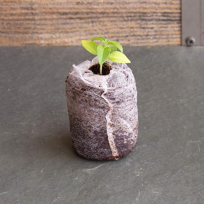 Pure Coconut Coir Netted Seed Starting Pellets - 42mm - Pack of 50 - Sustainable, Renewable, Unamended - Superior to Peat Plugs - High Water Holding - Minimize Root Loss & Transplant Shock
