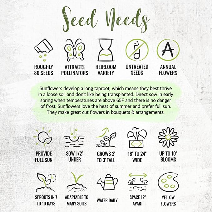 Seed Needs Sunflower Seeds for Planting Dwarf Sunspot Sunflowers - Heirloom & Open Pollinated Annual Cut Flower Seed to Plant 2 Foot Tall Sun Flowers (5 Packs)