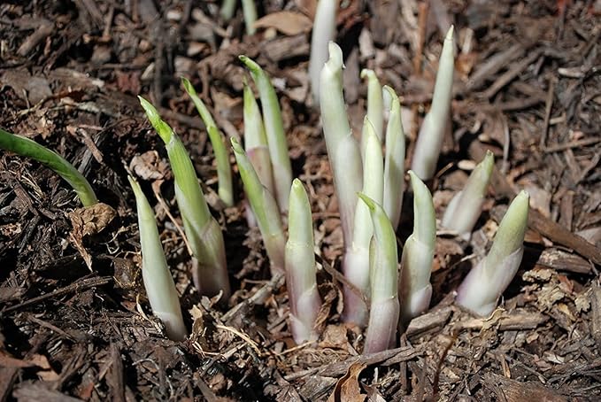 Mixed Hosta Pack - 6 Perennial Bare Roots