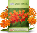 Created By Nature, Butterfly Milkweed Seeds, Orange Wildflowers for Butterfly Garden, Perennial Wildflower for Monarch Butterfly, 300 Perennial Garden Seeds, (Asclepias tuberosa)