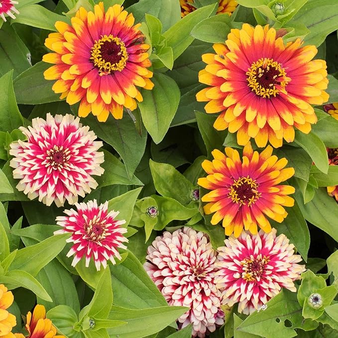 Eden Brothers Zinnia Seeds - Swizzle Mix