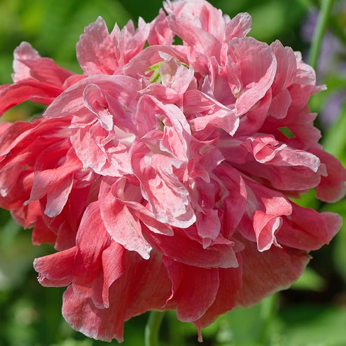 Seed Needs Antique Shades Peony Poppy Seeds for Planting - Heirloom & Open Pollinated Annual Flowers - Grow a Butterfly Garden for Pollinators (1 Pack)