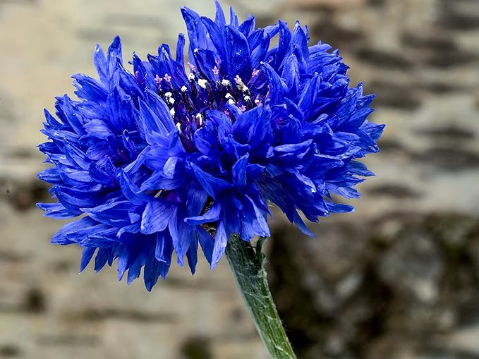 Blue Cornflower 300 Seeds for Planting Bachelor’s Buttons Boutonniere Flower Non-GMO