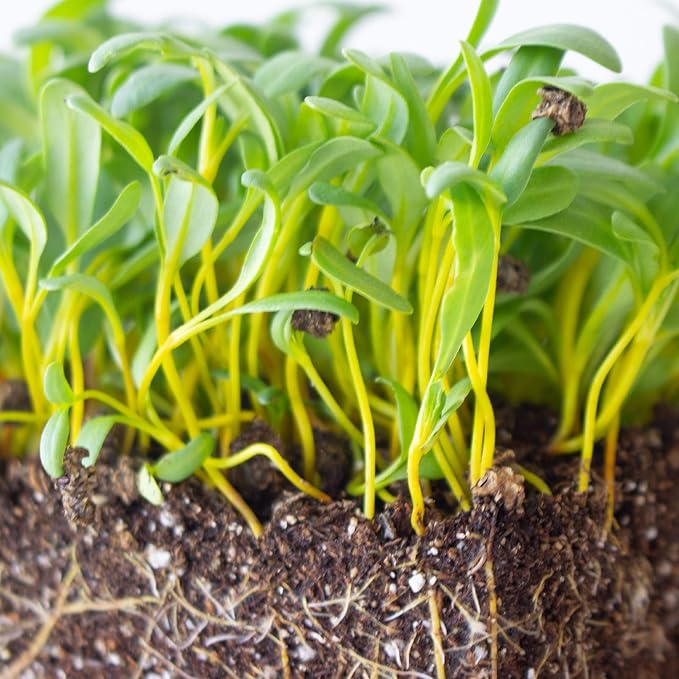 Swiss Chard Garden Seeds - Yellow - 3 g Packet ~100 Seeds - Non-GMO Vegetable Gardening & Microgreens Seeds