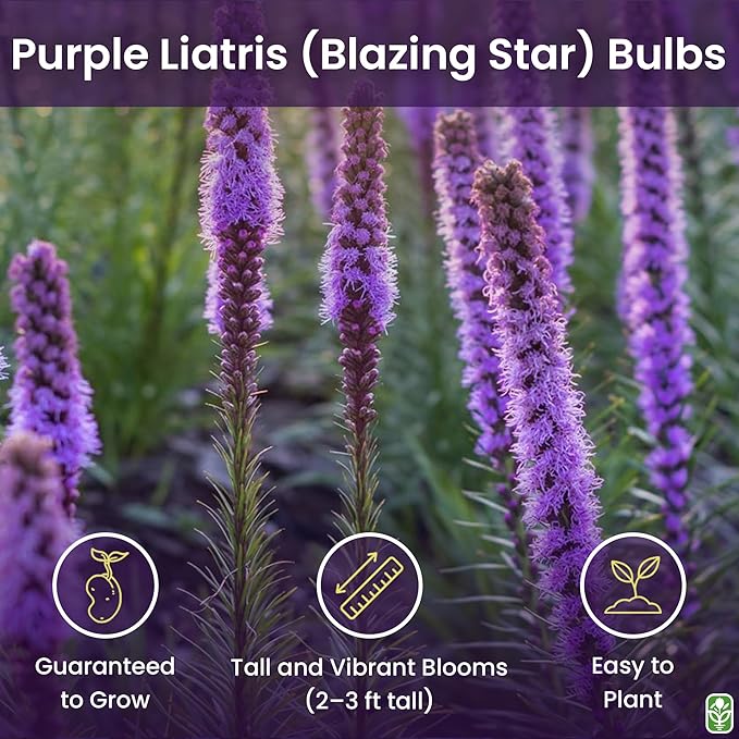 Purple Blazing Star - 5 Fresh Bulbs - Liatris Spicata Flower Bulb - Perennial Gayfeather Plant for Planting Outdoor - Perfect for Borders and Landscapes - Largest Size Corms