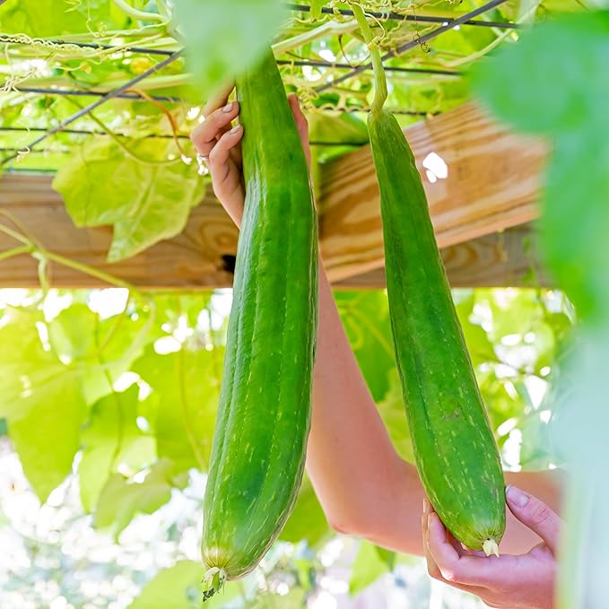 Burpee Luffa Gourd Seeds - Natural Sponge and Edible Vegetable