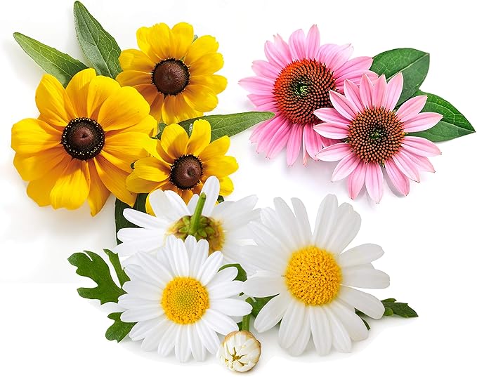 Flower Seeds for Planting Outdoors Perennials in Full Sun or Indoor in Pots Variety Pack - Coneflower Purple - Shasta Daisy - Black Eyed Susan!