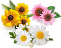 Flower Seeds for Planting Outdoors Perennials in Full Sun or Indoor in Pots Variety Pack - Coneflower Purple - Shasta Daisy - Black Eyed Susan!