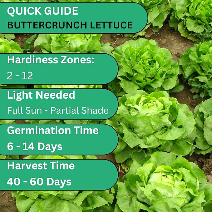 Woods Creek Seeds: Buttercrunch Heirloom Lettuce Seeds for Planting - Over 2,700 Non-GMO Seed Pack for Indoors, Outdoors, or as Hydroponic Seeds - Beginner-Friendly Green Leaf Lettuce Seed