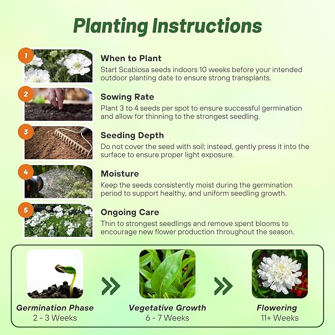 Outsidepride Perfection White Scabiosa Seeds - 200 Pcs Perennial Pincushion Flower Seeds That Attract Pollinators, Upright & Neat Growth Habit for Small Gardens, Borders, Containers, & Xeriscaping