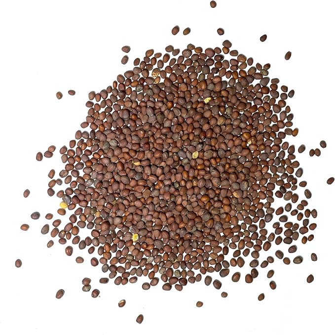 Seed Needs Radish Seeds for Planting Easter Egg Radishes - Non-GMO Heirloom & Untreated - Grow a Home Grown Vegetable Garden - Cool Weather Crops (2 Packs)