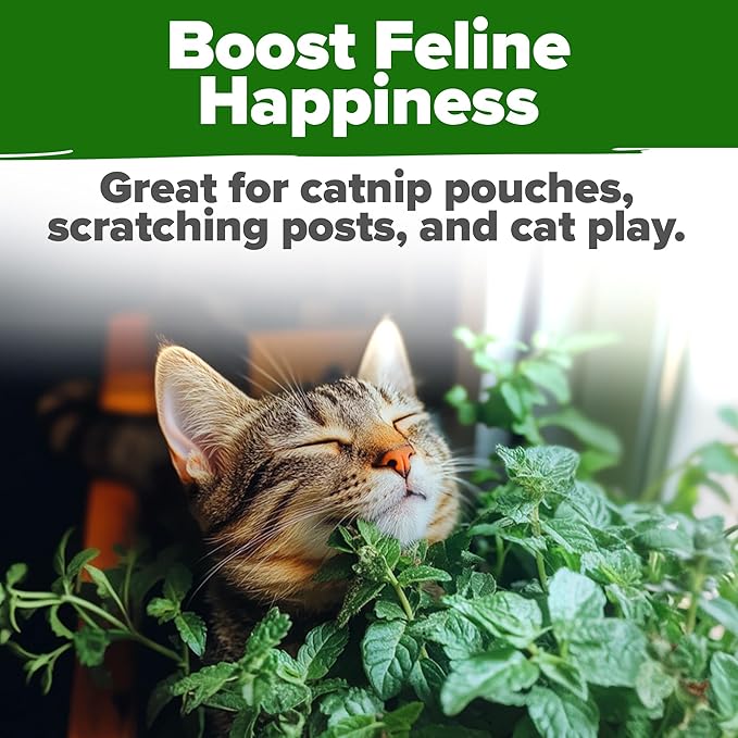 HOME GROWN Catnip Seeds (2 Pack) Heirloom Herb 4232 Seeds - Indoor or Outdoor Seed - High-Germination Cat Nip - Cat Safe Plants (Nepeta cataria)