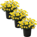 Live Flowering Osteospermum Plant - Yellow (3 Plants Per Pack) - Beautiful African Daisies - Early Spring Color - 12" Tall by 5" Wide in 1 Qt Pot