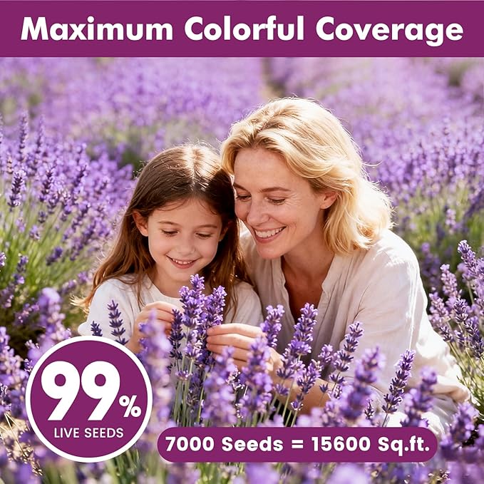 English Lavender Seeds for Planting Outdoors or Indoors, 7000+ Heirloom Non-GMO Seeds, 90% Germination Rate, Container, Herb Garden, Culinary & Crafts (0.7 Ounce Pouch)