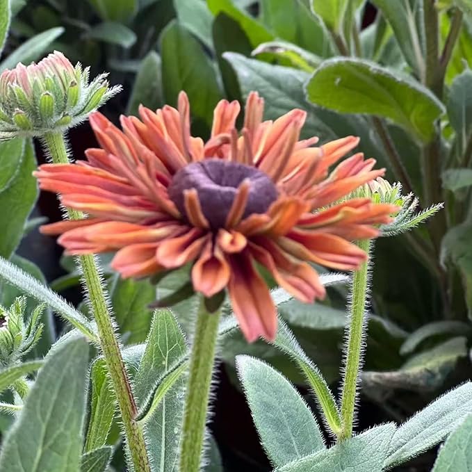 NYGardenia 500 Black Eyed Susan Seeds – Rustic Orange & Yellow Rudbeckia Autumn Garden Flower, Heirloom, Non-GMO