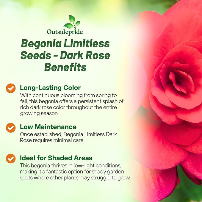 Outsidepride Dark Rose Limitless Begonia Seeds for Planting - 25 Pcs Perennial Flower Seeds with Large Blooms, Arching & Pendulous Growth Habit, for Containers, Hanging Baskets, or Landscape Plantings