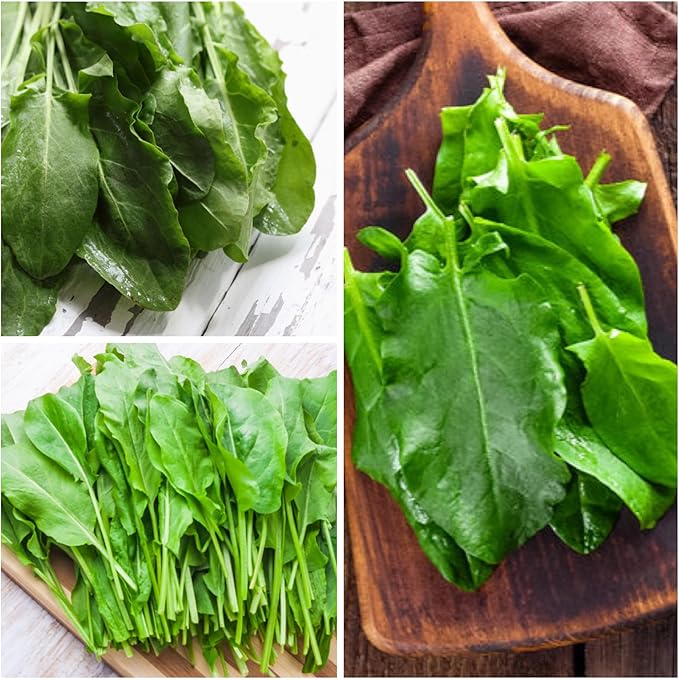 Seed Needs Large Leaf Sorrel Seeds for Planting - Heirloom Non-GMO & Untreated Medicinal or Culinary Herb - Grow a Home Grown Outdoor Garden (5 Packs)