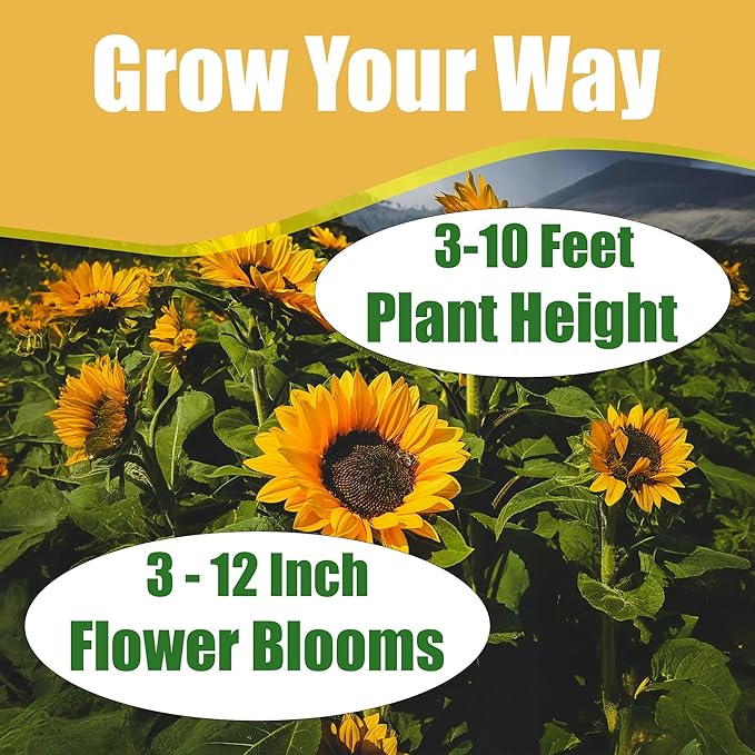 Park Seed Double Sunking Sunflower Seeds – Fringed Fully Double Yellow Blooms, Fun Powderpuff Style for Spring Gardens, Easy to Grow Cutting and Cottage Variety, Pack of 50