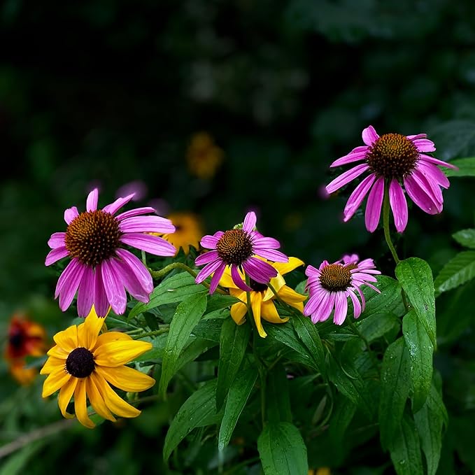 1000pcs Echinacea Coneflower Seeds for Planting, Non-GMO Heirloom Perennial Rare Echinacea Flower Plant Seeds, Landscape Hardy Garden Flowers for Outdoors