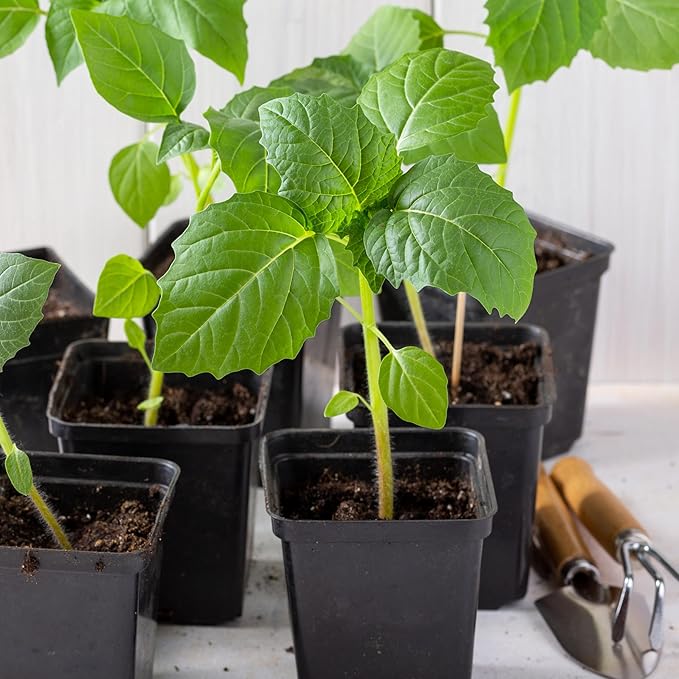 Seed Needs, Purple Tomatillo Seeds - 50 Heirloom Seeds for Planting Physalis ixocarpa - Non-GMO & Untreated Mexican Husk Tomato for Making Salsa (1 Pack)