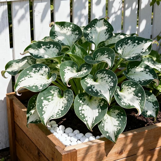 Hosta Seeds for Planting, 150+ Mixed Rare Perennial Hosta Seed, Attract Pollinators, Heirloom Non-GMO Hosta Seeds for Bonsai Decoration, Home Garden