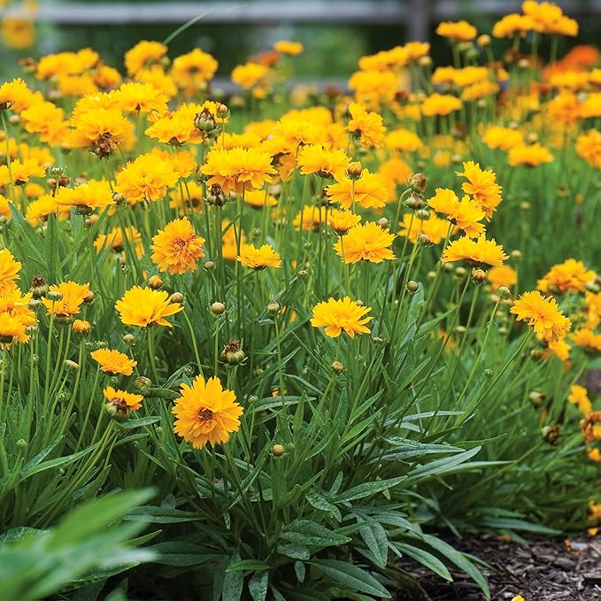 Burpee Early Sunrise Coreopsis Seeds - AAS Winner Perennial Flower